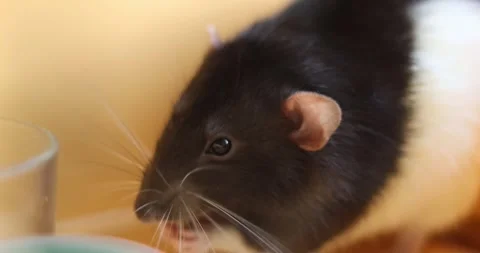 Close-up of a black and white rat eating from a container with its paws Stock Footage 339070127
