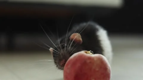 Close-up of a black and white rat sniffing a ripe red apple indoors Stock Footage 340563854