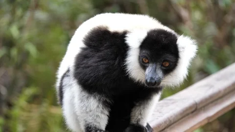 Close Up of Black and White Ruffed Lemur, Madagascar Stock Footage 125351887