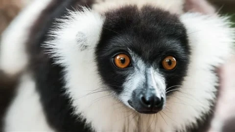 Close Up of Black and White Ruffed Lemur Face Stock Footage 336267751