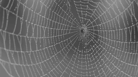 Close up of black and white spider web and dew drops moving in the wind Stock Footage 282495883