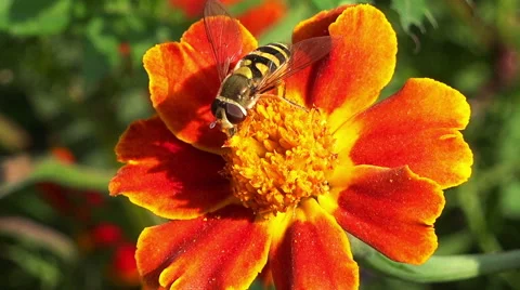 Close up on a black and yellow bee Stock Footage 42754463