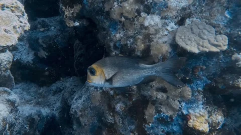 A close-up of a black and yellow fish swimming near the coral reef. Stock Footage 277967449