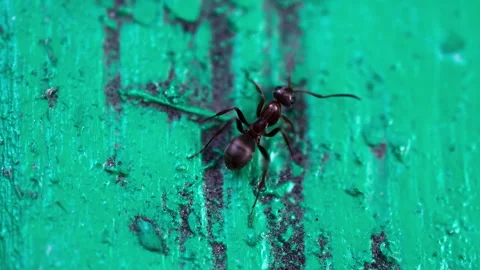Close up of a black ant crawling across a textured green park bench Stock Footage 316760147