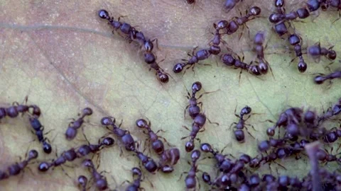 A close-up of the black ant on the leaf Vídeo Stock 314824628