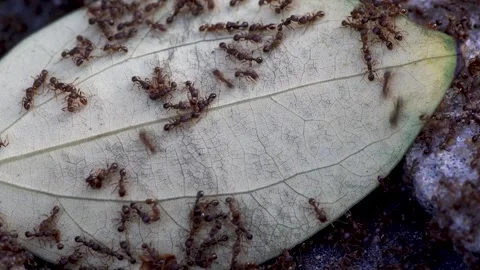 A close-up of the black ant on the leaf Stock Footage 314824636