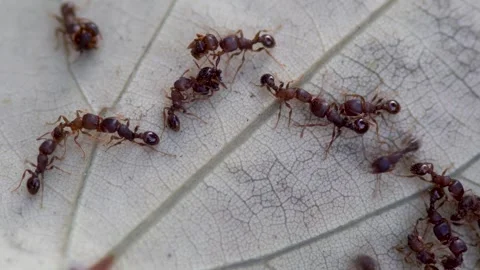 A close-up of the black ant on the leaf Stock Footage 314824645