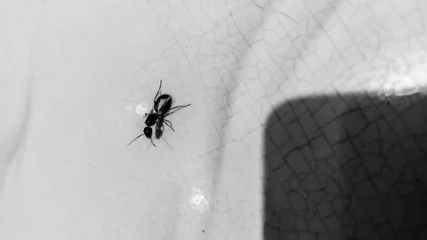 Close-up of a black ant navigating a floor surface. Stock Photos