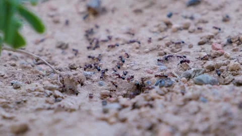 Close up of black ants. Ants colony. Ant close up. Black ant. Stock Footage 342723167