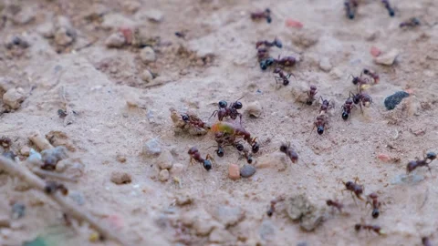 Close up of black ants. Ants colony. Ant close up. Black ant. Stock Footage 342723726