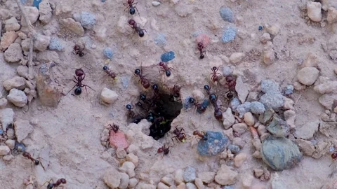 Close up of black ants. Ants colony. Ant close up. Black ant. Stock Footage 342724204