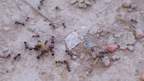 Close up of black ants. Ants colony. Ant close up. Black ant. Stock Footage 342724534