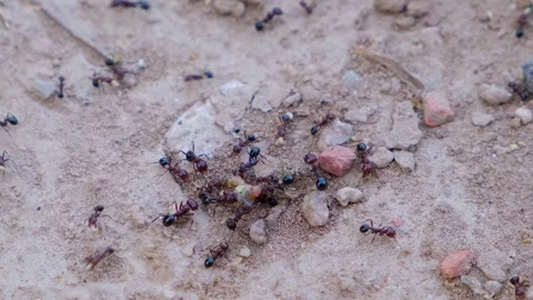 Close up of black ants. Ants colony. Ant close up. Black ant. Stock Footage 342728692