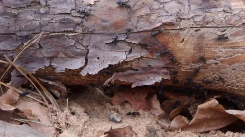 Close-up on black ants crawling on the fallen oak log Video stock 77688406