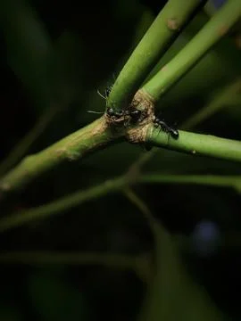Close up of black ants (Dolichoderus thoracicus) Stock Photos