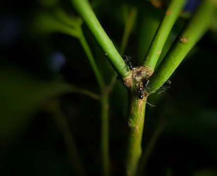 Close up of black ants (Dolichoderus thoracicus) Stock Photos