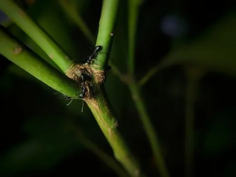 Close up of black ants (Dolichoderus thoracicus) Stock Photos
