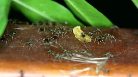 Close-up of black ants in the garden Stock Footage 59948220