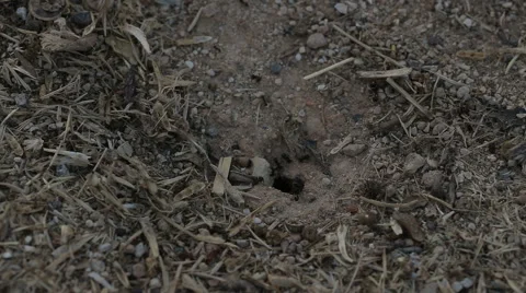 Close up of Black Ants going in and out of their home 库存影片 55583415