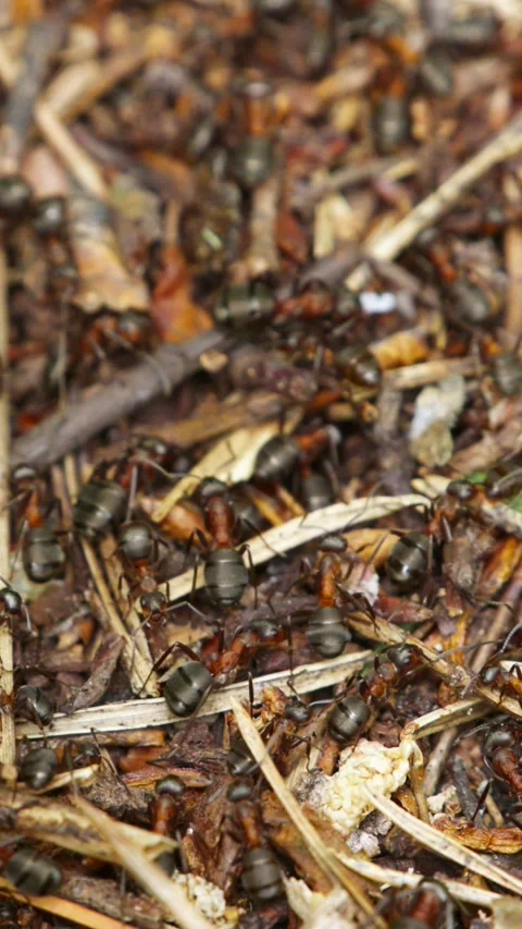 Close-up of black ants navigating through organic debris Stock-Footage 346338489