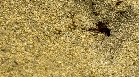 Close up of black ants removing grains of sand and soil to build ant house. Stock Footage 61532078