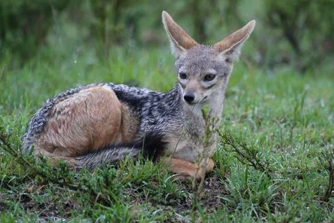 Close-up of a black-backed Jackal resting on green grass Stock Photos