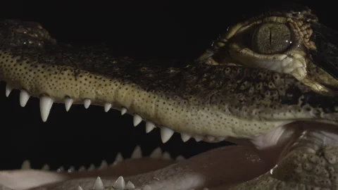 CLose up black background american alligator Vidéo 170969908