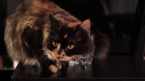 Close up on black background. Cat sitts with glass Stock Footage 125013875