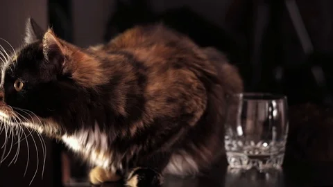 Close up on black background Pills on the black background. Cat plays with pills Stock Footage 125013883