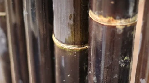 Close up black bamboo cleaning with reflection Stock Footage 113165864