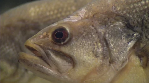 Close up of a black bass #2 Stock Footage 48144786