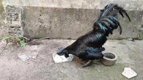 Close Up of Black Beak and Comb on Ayam Cemani Vídeos de archivo 334231754