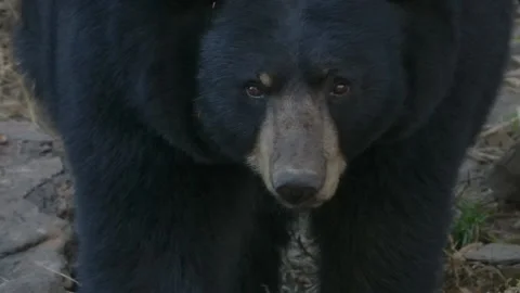 Close up of black bear face slow motion autumn Stock Footage 140267512