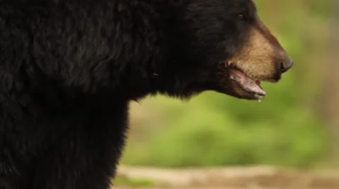 Close Up of Black Bear Stock Footage 5341447