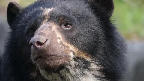 Close up of black bear  Stock Footage 217396640