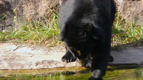  Close up of a black bear Stock Footage 218143221