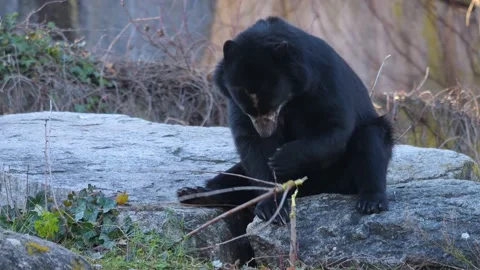 Close up of black bear  Stock Footage 239843296
