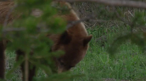 Close on black bear grazing on grass in trees Stock Footage 63047884