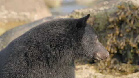 Close up of black bear with nice golden light reflecting on its wet fur next to Stock Footage 344088646