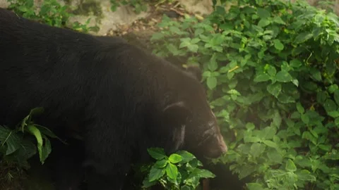 Close up of black bear resting on the ground and eating leaves Stock Footage 269381497