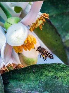 Close-up of a black bee and a grapefruit flower Stock Photos