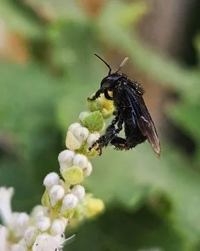 Close-Up of a Black Bee on a Flower Stock Photos