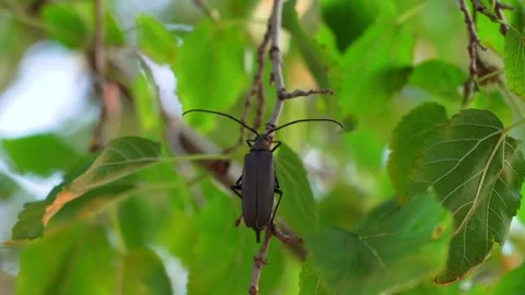 Close-up of a black beetle on a green leafy branch in summer forest Stock Footage 313480900