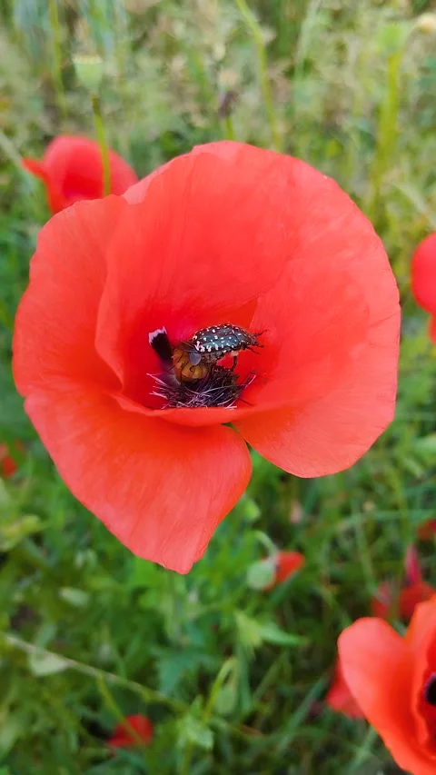 Close up of black beetle inside red poppy flower collecting pollen Stock Footage 344110509