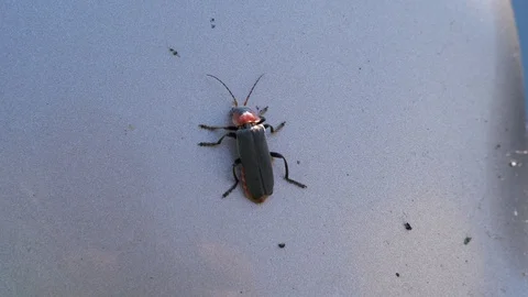 Close-up. A black beetle with a red head is sitting and moving a mustache. 4K Vídeo Stock 114890123