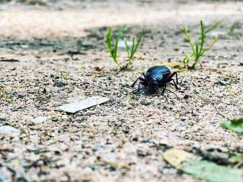 Close-up of a black beetle in summer crawling on a sandy road with green gras Stock Photos