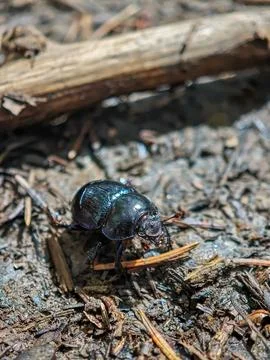Close-up of a black beetle walking on forest ground Stock Photos