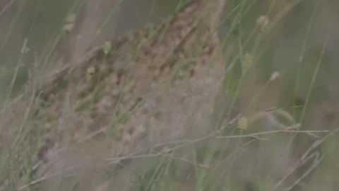 Close up of a black-bellied bustard's wing feather as it walks Stock Footage 260848255