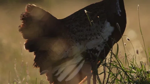 Close up of a black-bellied bustard's wing feathers. Stock Footage 261027865