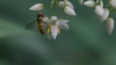 Close-up of the Black belt hoverfly pollination of the southern bamboo Stock Footage 241800067